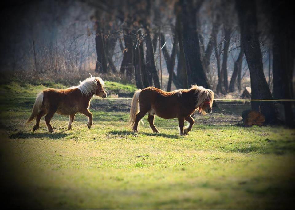 Fantanita Craiesei Hotel Făgăraş Kültér fotó